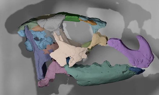 Phần xương sọ của loài khủng long mới được phát hiện tại bang Utah, Mỹ. Ảnh: Science Times