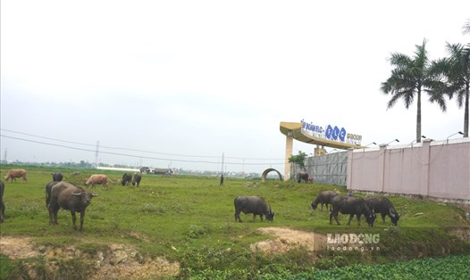 Dự án Khu công nghiệp FLC Hoàng Long (huyện Hoằng Hóa) sau 8 năm vẫn là nơi chăn vịt và thả trâu bò. Ảnh: X.H