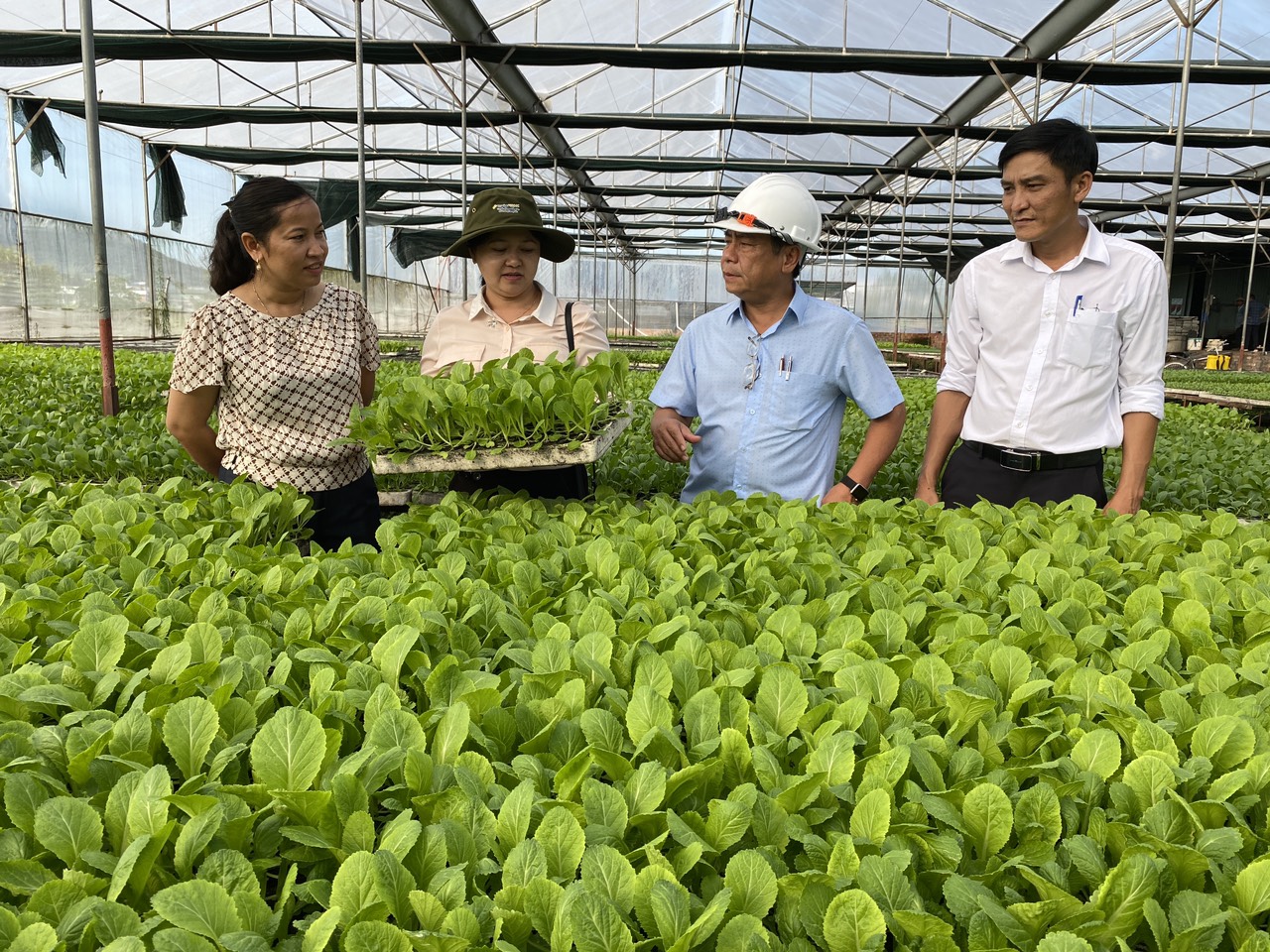 Nhiều trang trại rau sạch tại huyện Đăk Pơ, vựa rau lớn nhất Gia Lai. Ảnh Thanh Tuấn 