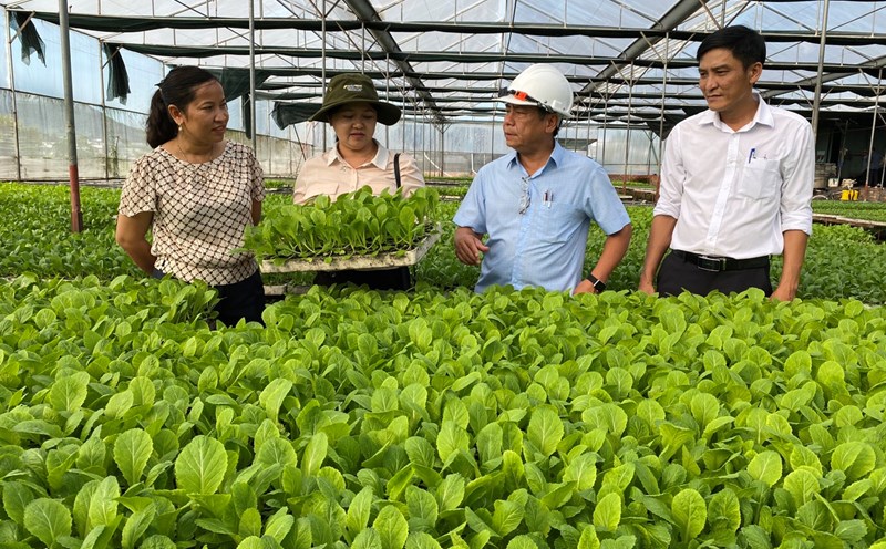 Nhiều trang trại rau sạch tại huyện Đăk Pơ, vựa rau lớn nhất Gia Lai. Ảnh Thanh Tuấn