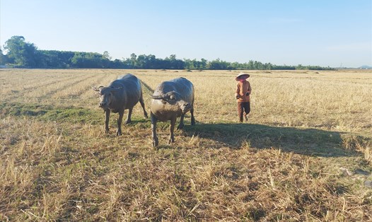 Hình ảnh nắng nóng khô hạn trên một đồng ruộng ở Hà Tĩnh. Ảnh: Trần Tuấn.