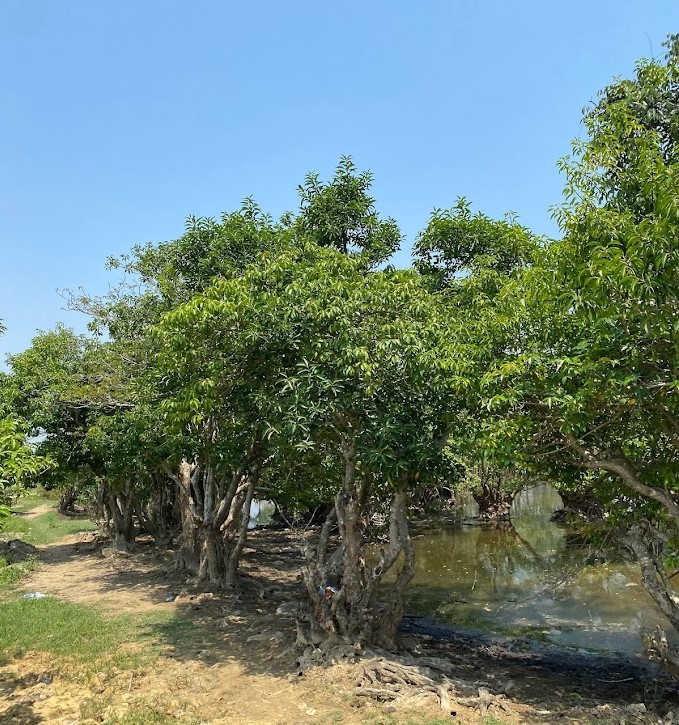 Tới rừng Rú Chá Huế, du khách sẽ được ngắm nhìn hàng nghìn cây chá cổ thụ có các bộ rễ lớn mọc san sát, đan xen với nhau nhau, tạo nên một vẻ đẹp hoang sơ và đầy bí ẩn. Ảnh: Linh Boo