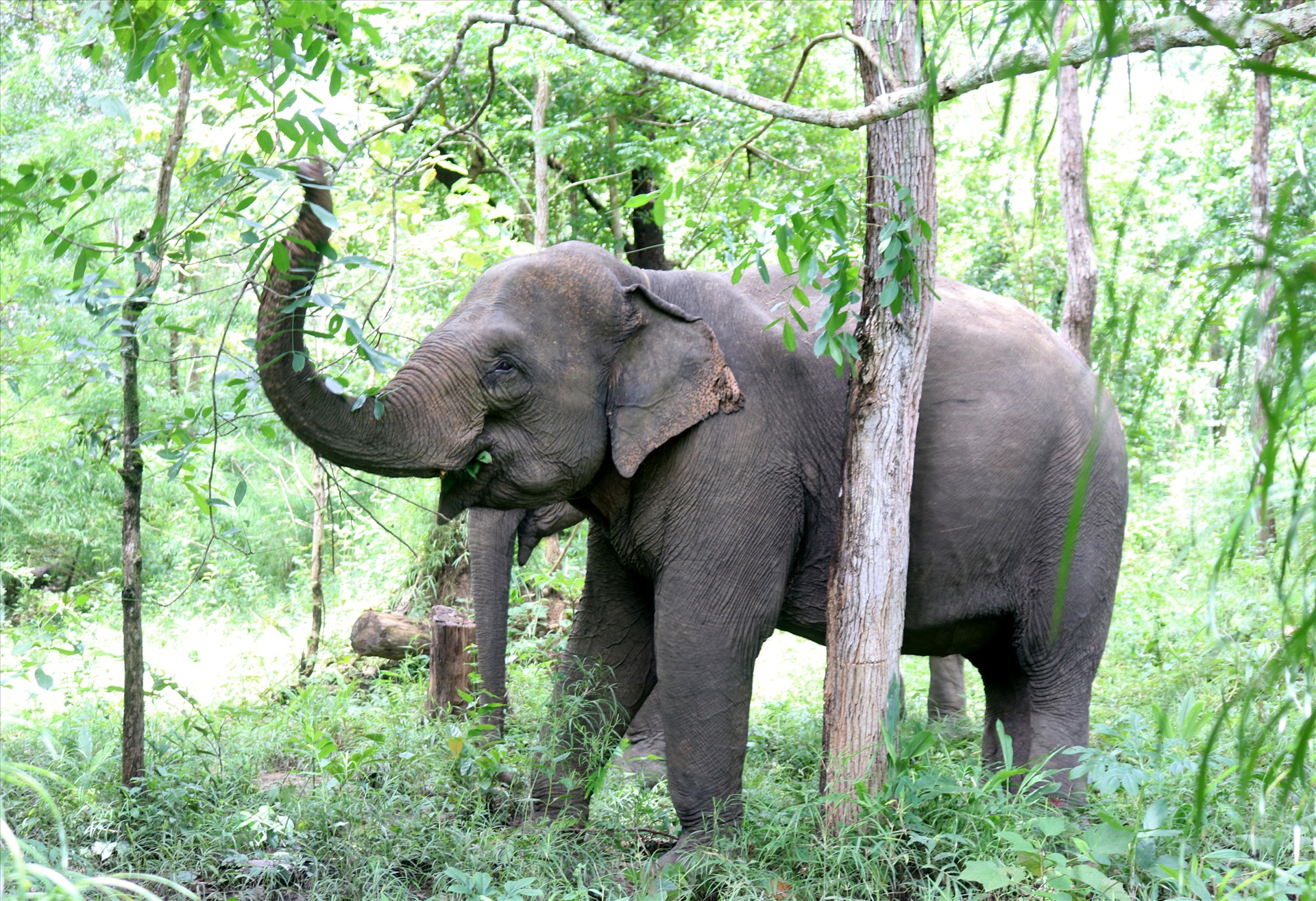 Một ngày đầu tháng 7, có mặt tại những cánh rừng tự nhiên thuộc lâm phần do Vườn quốc gia Yok Đôn quản lý, chúng tôi chứng kiến nhiều con voi nhà vui vẻ, phấn khởi dạo bước giữa rừng xanh. Ảnh: Phan Tuấn