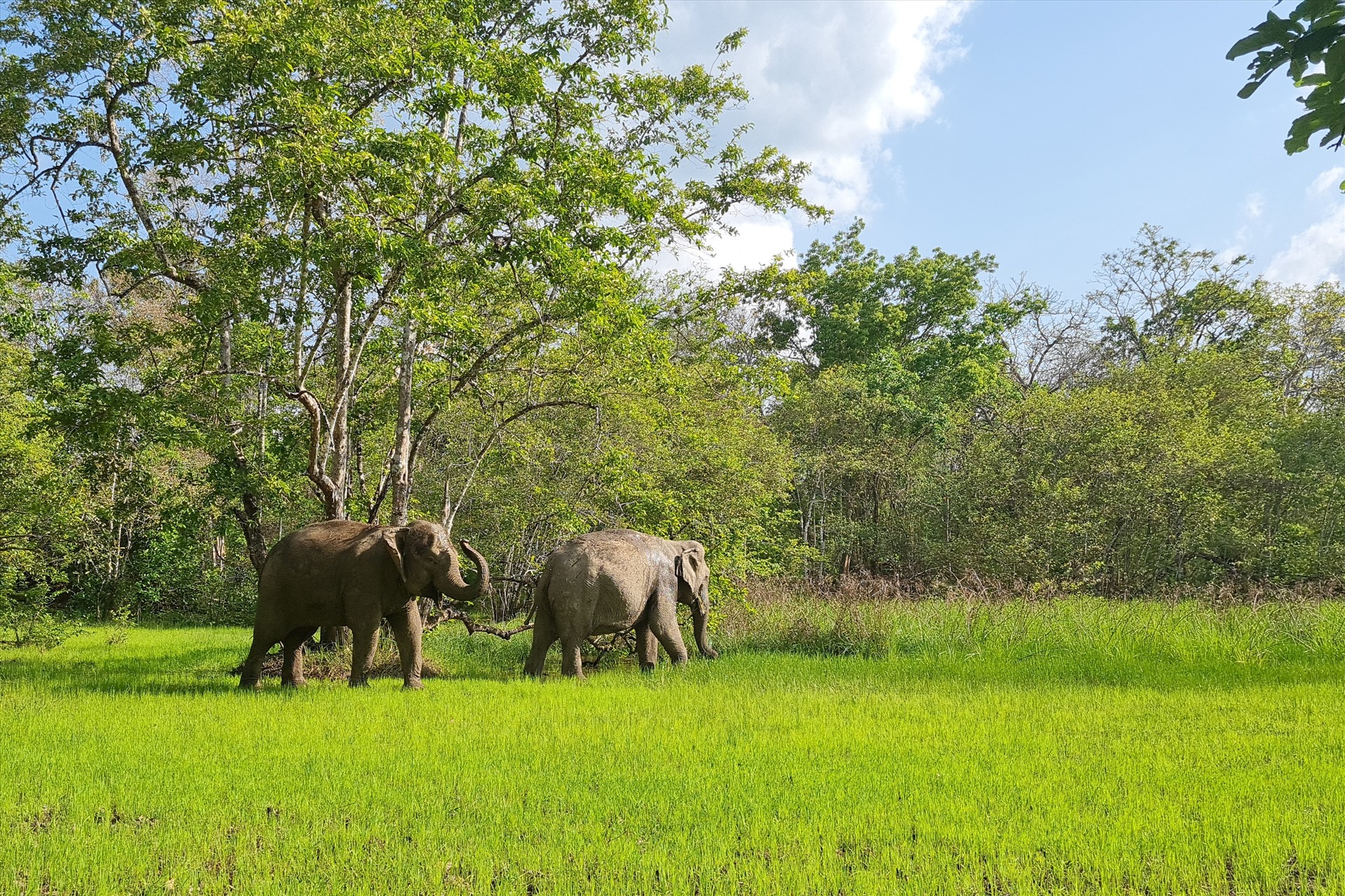 Mô hình du lịch thân thiện với voi ra đời phù hợp nên ngày càng thu hút được nhiều người dân và các hộ gia đình có voi tham gia vào dự án. Đến nay, dự án du lịch voi thân thiện đã tăng lên thành 9 cá thể. Ảnh: Phan Tuấn 