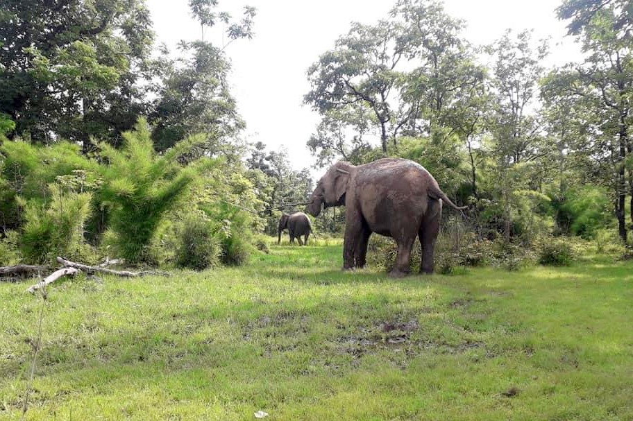 Những con voi nhà ở Đắk Lắk không còn bị xiềng xích, phải sống theo môi trường do con người sắp đặt.