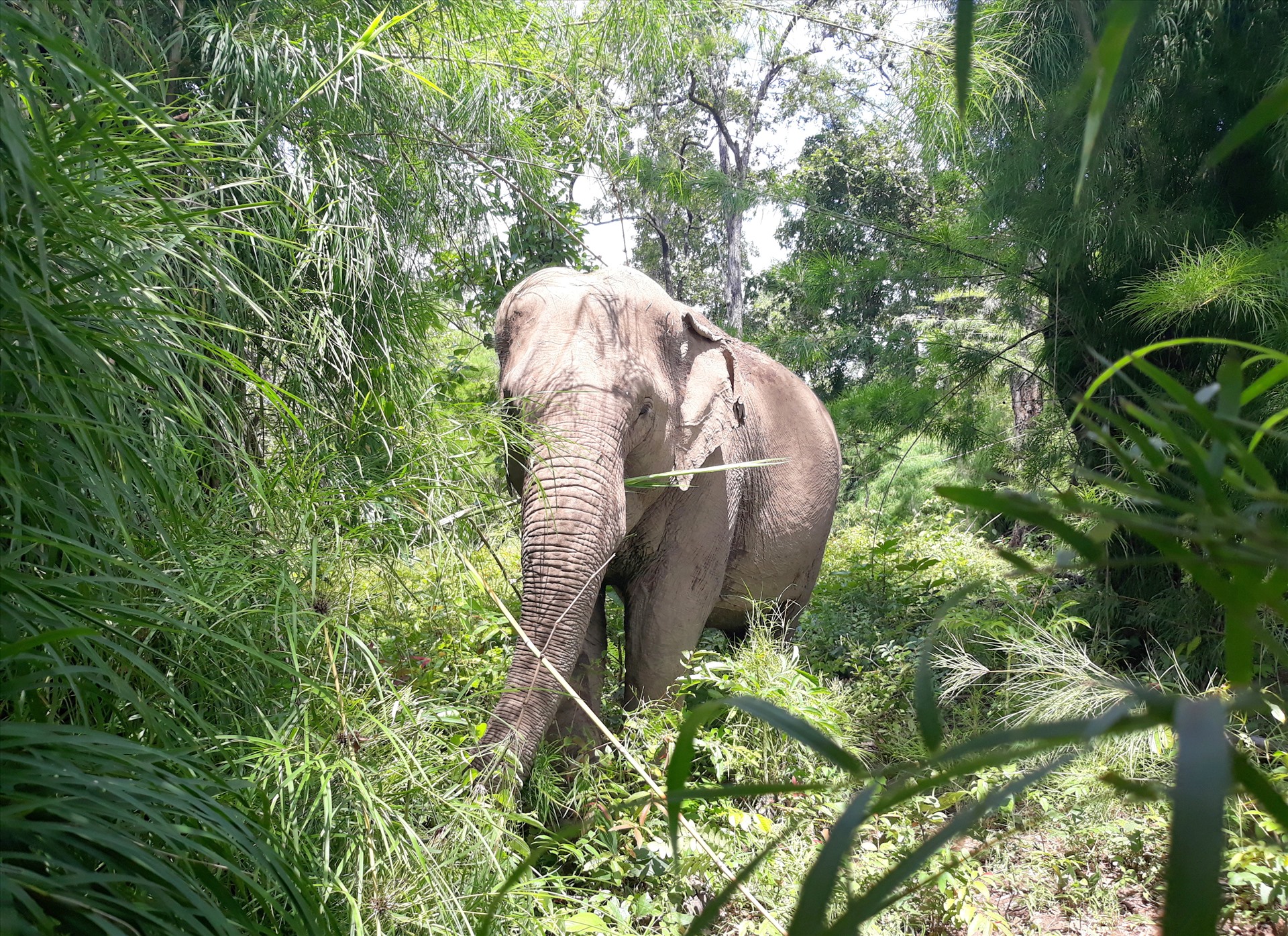 Theo Vườn quốc gia Yok Đôn, đến nay, đơn vị đã phối hợp với Tổ chức động vật châu Á thực hiện dự án cởi bỏ xiềng xích, trả lại bản năng tự nhiên cho voi nhà được 5 năm (giai đoạn 2018 - 2023).