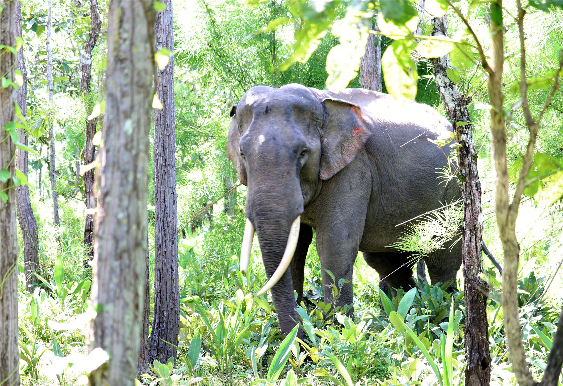 Khi voi nhà khi được đưa vào Vườn quốc gia Yok Đôn, chúng được tự do di chuyển, hoạt động theo bản năng tự nhiên. Voi khi vào đây thì không bị xích chân theo kiểu truyền thống của người dân địa phương nên không bị cản trở nghỉ ngơi, đi lại, tìm kiếm thức ăn ưa thích... Ảnh: Phan Tuấn