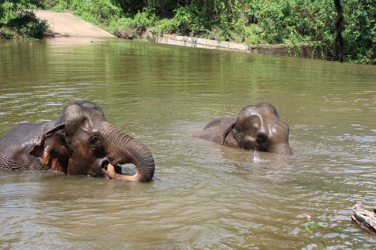 Qua thực tế tại Vườn quốc gia Yok Đôn cho thấy, voi nhà được quản lý có kiểm soát. Tuy nhiên, khu vực chăn thả voi nhà tương đồng với voi hoang dã. Đó là những vùng rừng xanh có nguồn thức ăn dồi dào, gần nguồn nước, kể cả trong mùa khô.