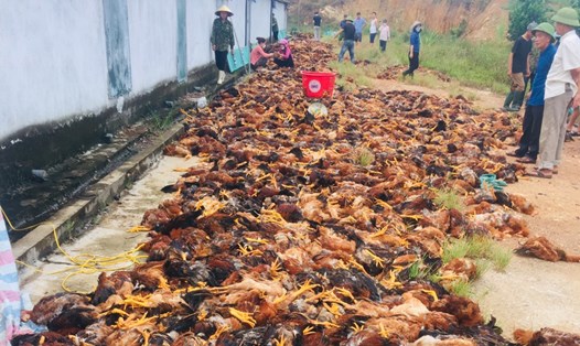 Ước có khoảng 8.000 con gà của gia đình anh Phố bị chết ngạt do sự cố hỏng quạt điện. Ảnh: Hải Tuấn.