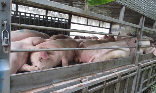 Công điện của Thủ tướng Chính phủ yêu cầu xử lý nghiêm các trường hợp buôn bán, vận chuyển trái phép lợn qua biên giới vào Việt Nam. Ảnh: Đình Trọng