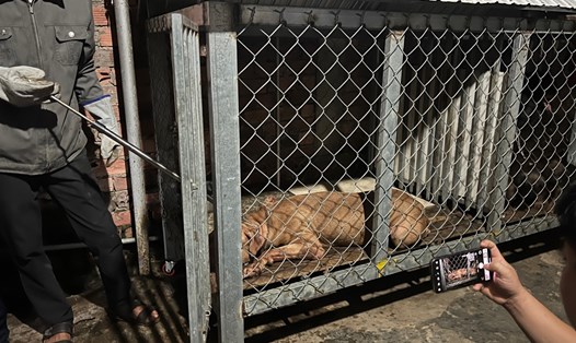 Con chó pitbull cắn cụ bà tử vong ở Dĩ An, tỉnh Bình Dương.Ảnh: Công an cung cấp