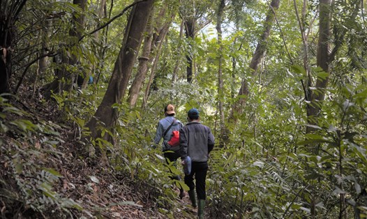 Đường vào khu rừng đặc dụng trong Khu bảo tồn thiên nhiên Bắc Hướng Hóa (tỉnh Quảng Trị). Ảnh: Hưng Thơ.