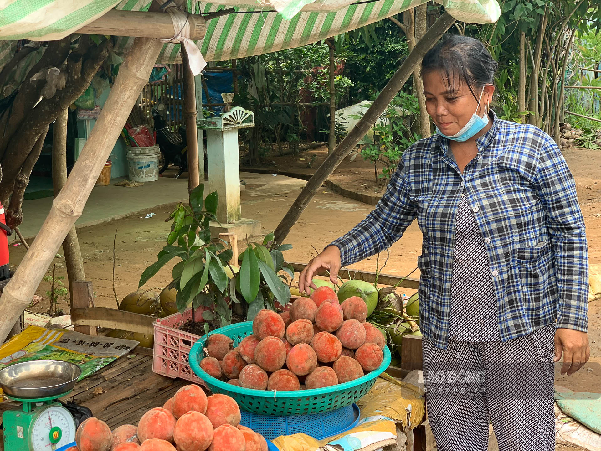 Chị Lý Thị Sa Vuol (Phú Tân, Châu Thành, Sóc Trăng) có thu nhập ổn định từ kinh doanh trái hồng nhung chín. Ảnh: Phương Anh
