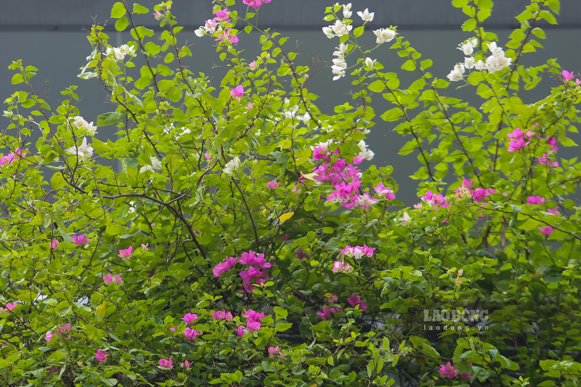 Cây xanh, hoa được trồng tại các nhà ga dọc tuyến khá xanh tốt, trong đó chủ yếu là hoa giấy.