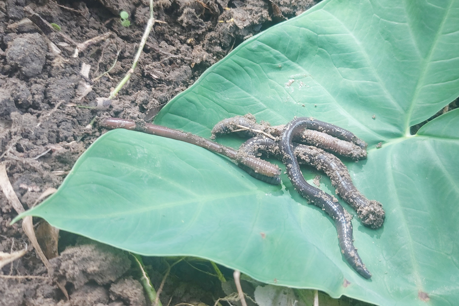 Với người nông dân, tận diệt giun đất đồng nghĩa với hành động "tự chặt chân mình". Ảnh: Trần Tuấn