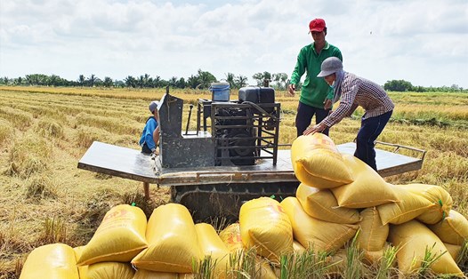 Giá lúa gạo tăng cao mang lại niềm vui cho nông dân, nhưng gây nên “cuộc cạnh tranh” của thương lái và gây khó cho doanh nghiệp. Ảnh: Nhật Hồ