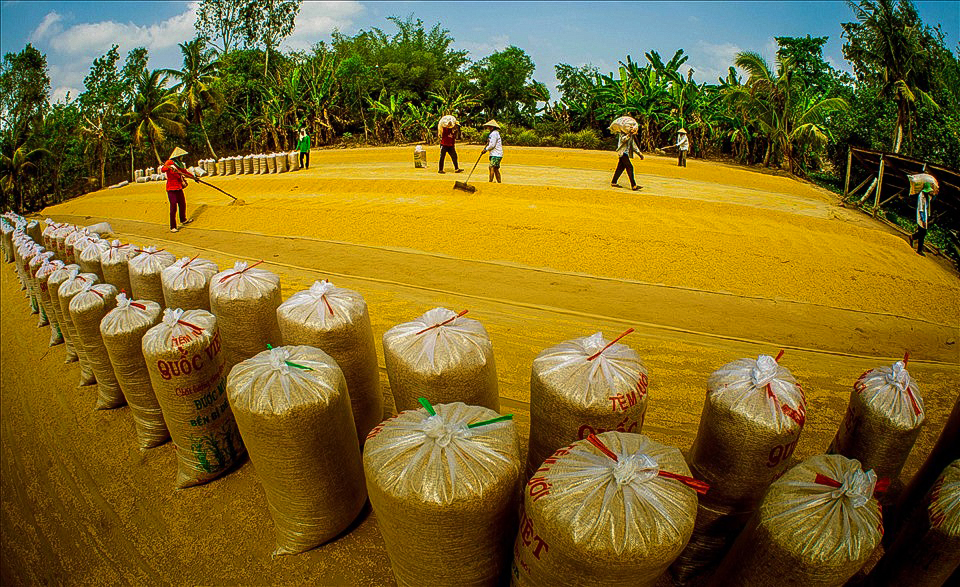 Giá lúa gạo xuất khẩu của Việt Nam đang tăng mạnh. Ảnh: Lý Lam Anh