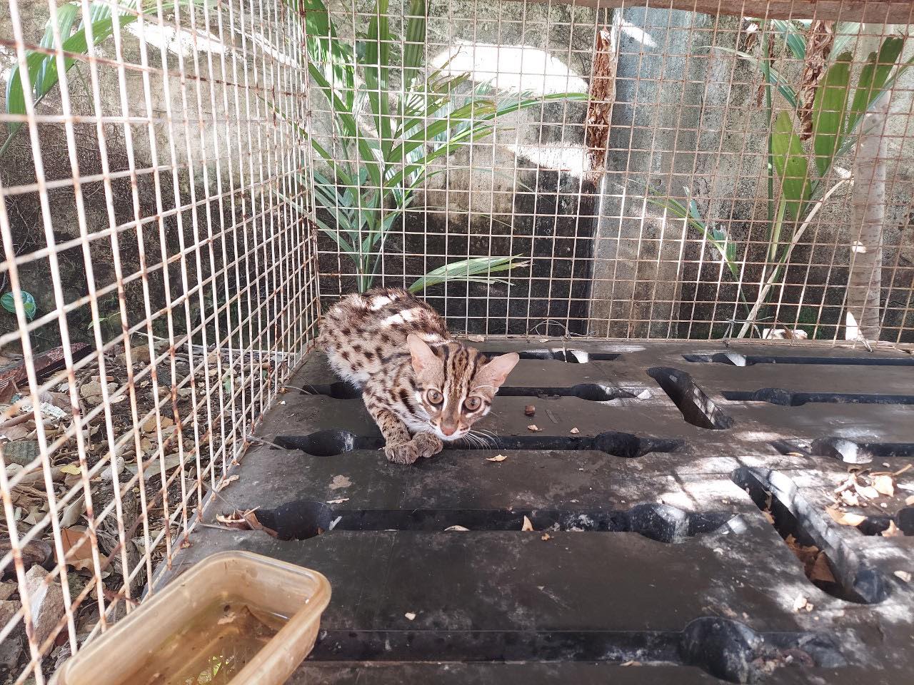 Cá thể mèo rừng được ông Bảo bàn giao cho Chi cục Kiểm lâm TPHCM. Ảnh: Chi cục Kiểm lâm TPHCM