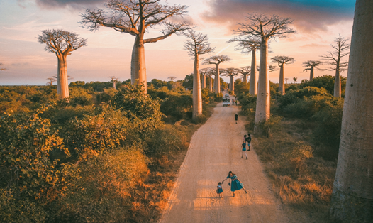 Rừng cây baobab ở Madagascar. Ảnh: Nhân vật cung cấp