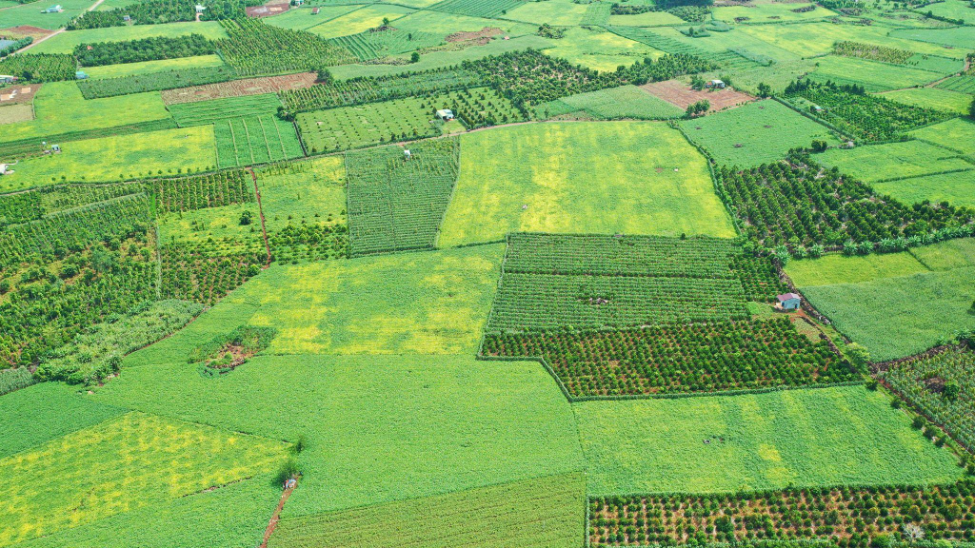Toàn cảnh vùng nguyên liệu trồng đậu nành của Vinasoy. Nguồn: Vinasoy  