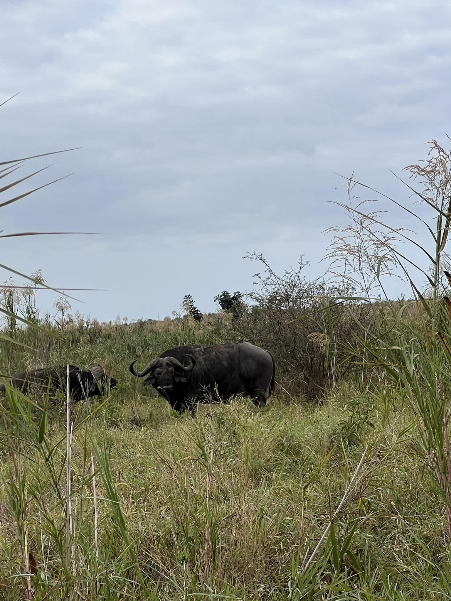 Trâu rừng - một trong những Big 5 Safari. Ảnh: NVCC.