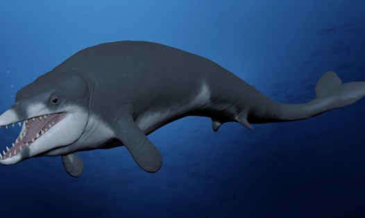 Tái tạo loài cá voi đã tuyệt chủng Tutcetus rayanensis. Ảnh: Đại học Mansoura