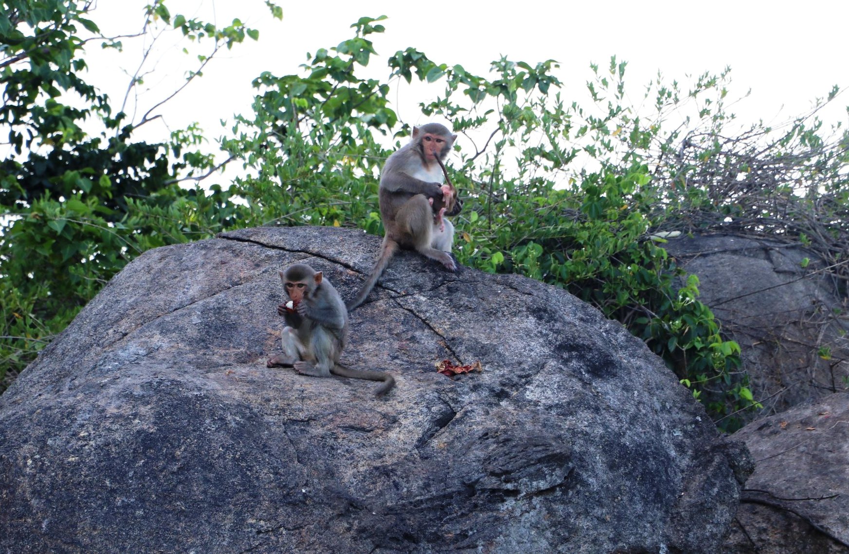 Đàn khỉ quý hiếm sẽ được đưa về nhà mới ở tỉnh Gia Lai trong năm 2023. Ảnh: Ngọc Viên