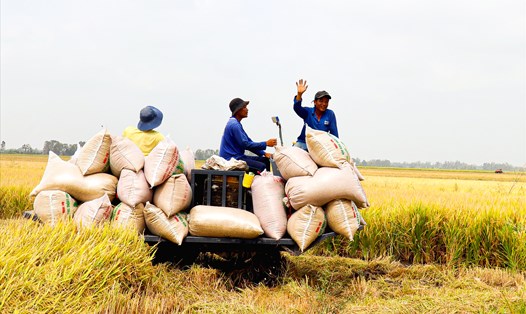 Kim ngạch xuất khẩu gạo trong 7 tháng năm 2023 đạt 2,58 tỉ USD, tăng 29,6%. Ảnh minh họa: Lục Tùng
