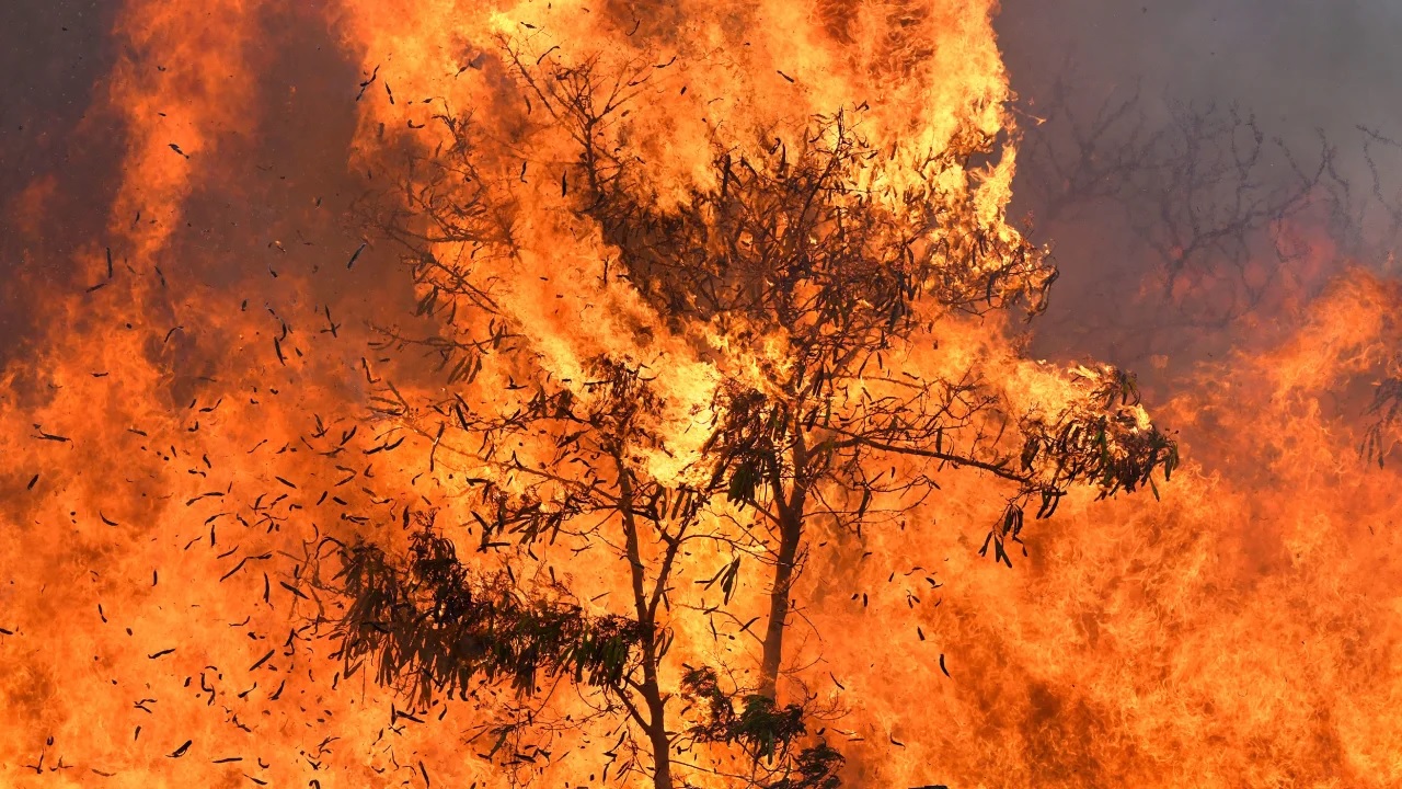 Cơ quan Quản lý Khẩn cấp Hawaii đánh giá sự nguy hiểm của cháy rừng ở mức thấp. Ảnh: AFP