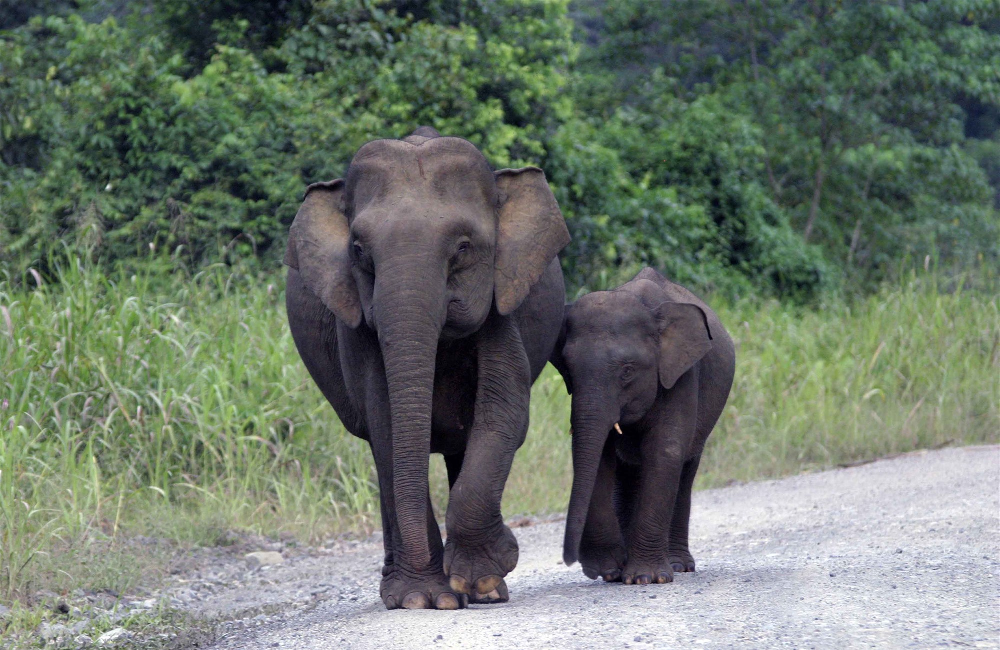 Hiện voi Châu Á đang bị đe dọa trong tự nhiên. Ảnh: WWF cung cấp 