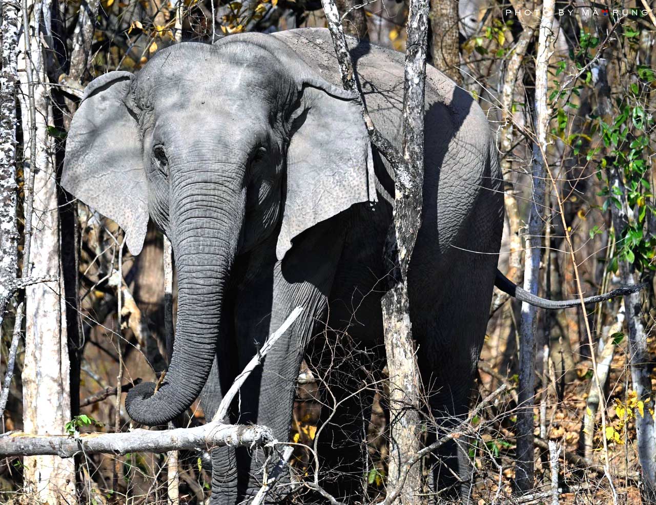 Tại Việt Nam, ước chỉ còn khoảng 100 voi trong hoang dã.Ttrong đó quần thể lớn nhất được tìm thấy tại Vườn Quốc gia Yok Đôn, tỉnh Đắk Lắk. Ảnh: WWF cung cấp