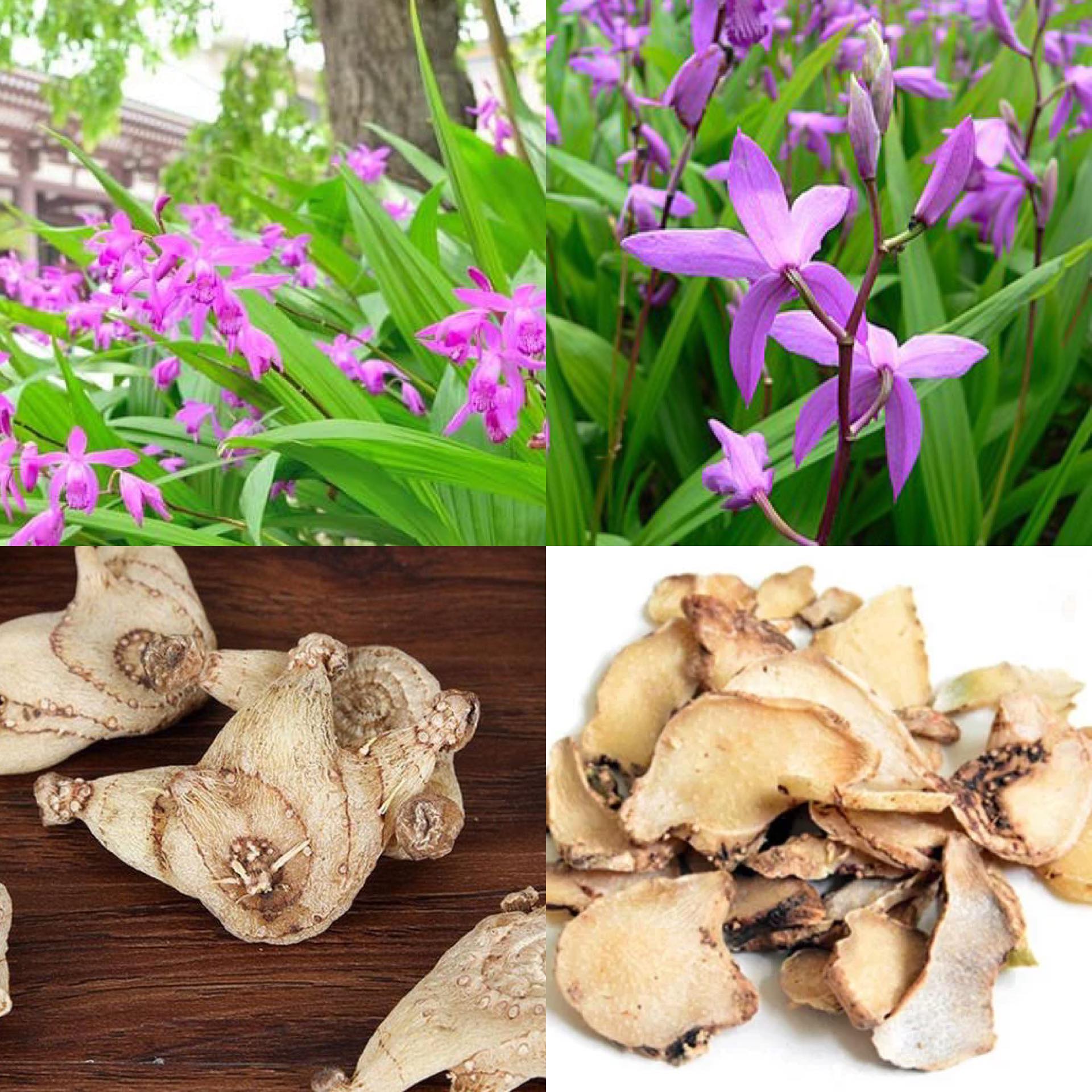 Bạch cập là một loại dược liệu có tác dụng cầm máu. Đồ họa: Hương Giang