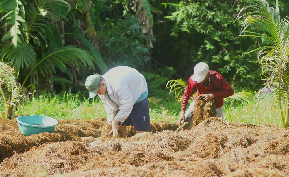 Thời tiết bất thường gây khó khăn trong việc trồng nấm rơm. Ảnh: Bích Ngọc