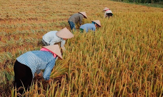 Việt Nam đang thực hiện các biện pháp đảm bảo mục tiêu sản xuất trên 43 triệu tấn lúa/năm. Ảnh: Hải Nguyễn