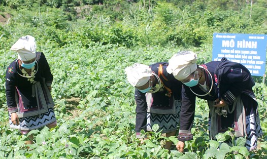 Nông dân xã Tri Phú (Chiêm Hoá, Tuyên Quang) ứng dụng đề tài nghiên cứu khoa học vào trồng và chế biến các sản phẩm đỗ đen lòng xanh.Ảnh: văn tùng