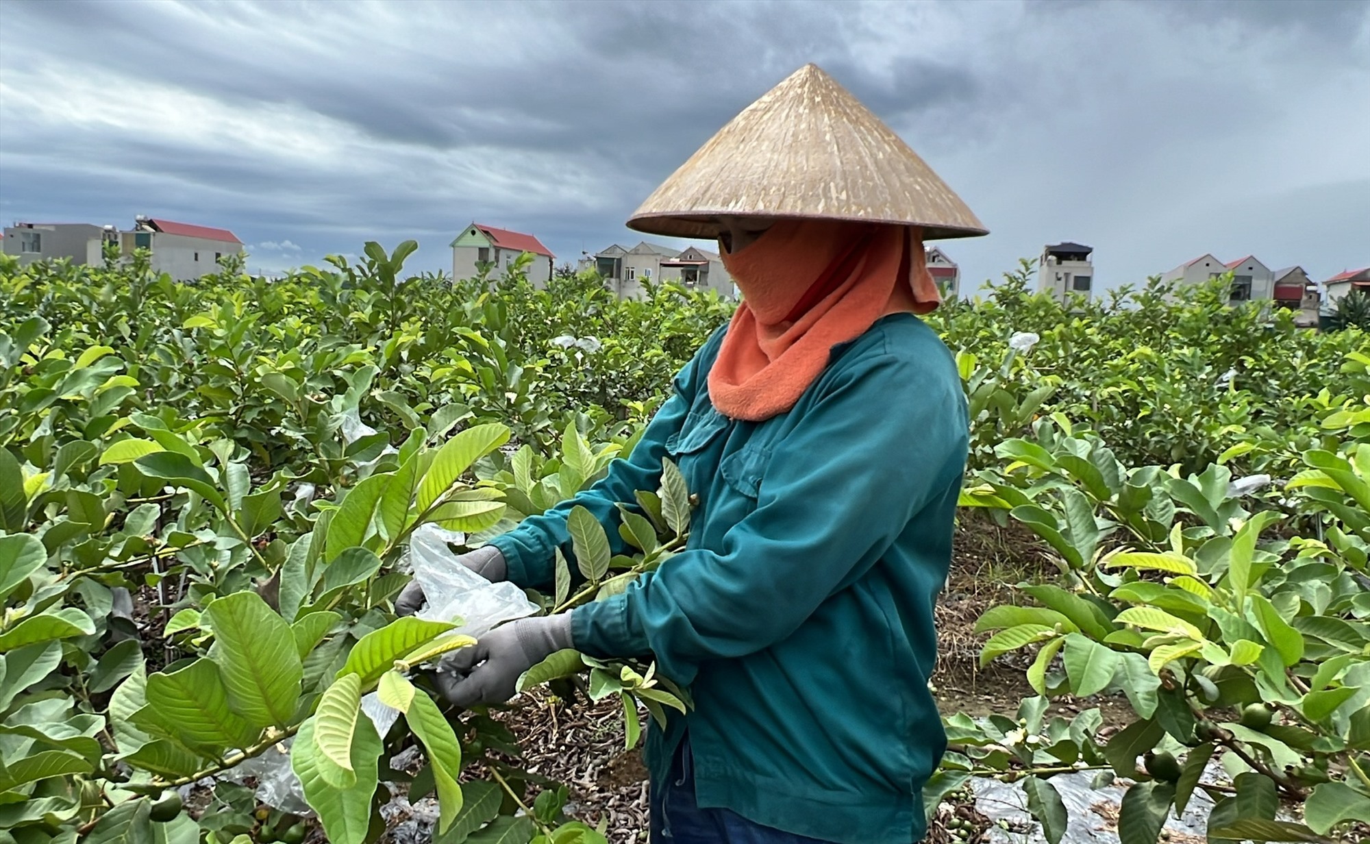 Người dân ở xã Hà Long (huyện Hà Trung, Thanh Hóa) trồng và chăm sóc ổi lê Đài Loan. Ảnh: Minh Hoàng 