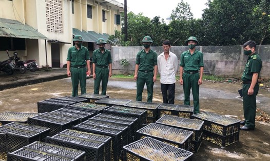 Thu giữ 8.400 con vịt giống từ Trung Quốc về Việt Nam không hóa đơn. Ảnh: Biên phòng Quảng NInh