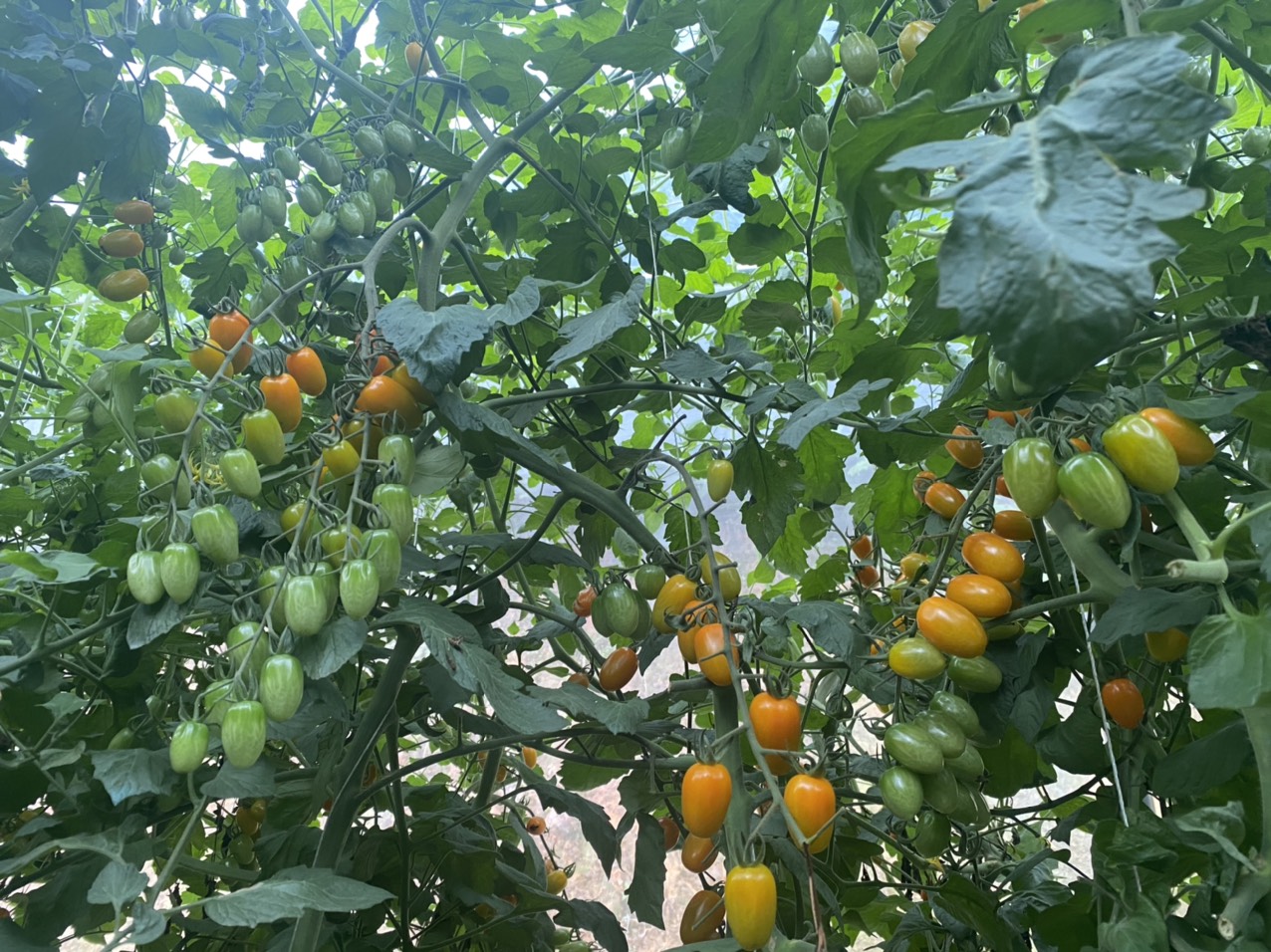 Sau 2 tháng trồng, cà chua Nova đã bắt đầu bói quả và hiện tại đã cho thu hoạch 2 tấn cà chua cung cấp ra thị trường. Dự kiến sản lượng cả vụ của giống cà chua Nova ở Sa Pa sẽ đạt từ 6-7 tấn. 