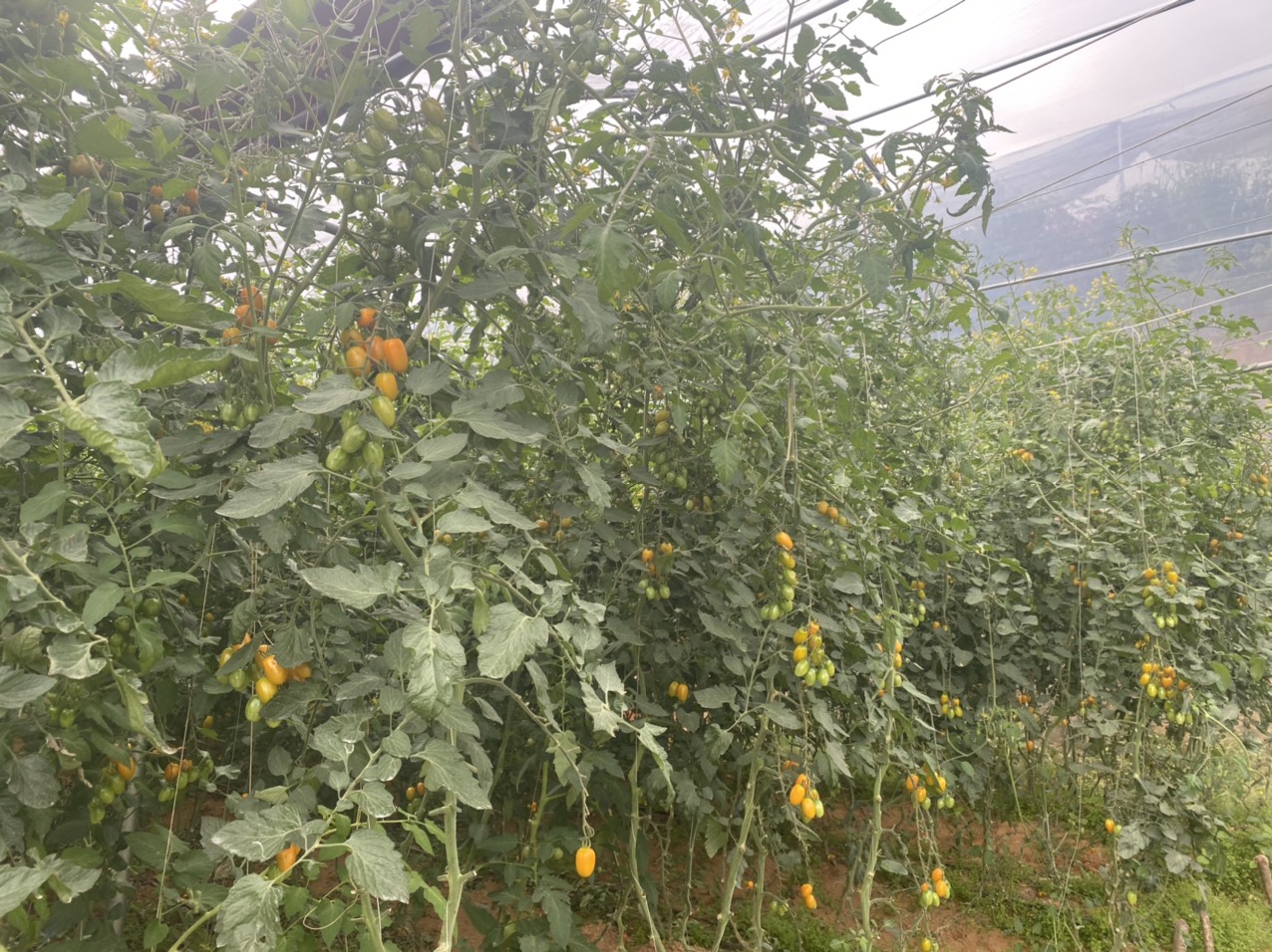 Cà chua Nova rất thích hợp để trồng tại thị xã Sa Pa, đặc biệt phù hợp với độ cao từ 1300m trở lên.