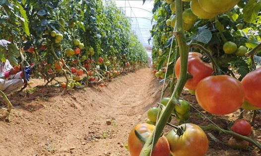 Cà chua Nova là loại cà chua trái cây siêu ngọt được phát triển lần đầu tiên ở Đài Loan và được đưa vào Hoa Kỳ vào năm 1996. Đây là mô hình mới được triển khai ở phường Ô Quý Hồ thị xã Sa Pa, tỉnh Lào Cai. Ảnh: Phạm Quỳnh