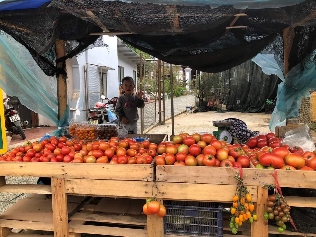 Cà chua Nova trồng tại phường Ô Quý Hồ, thị xã Sa Pa hiện bán ra thị trường có giá 50.000 đồng/kg.
