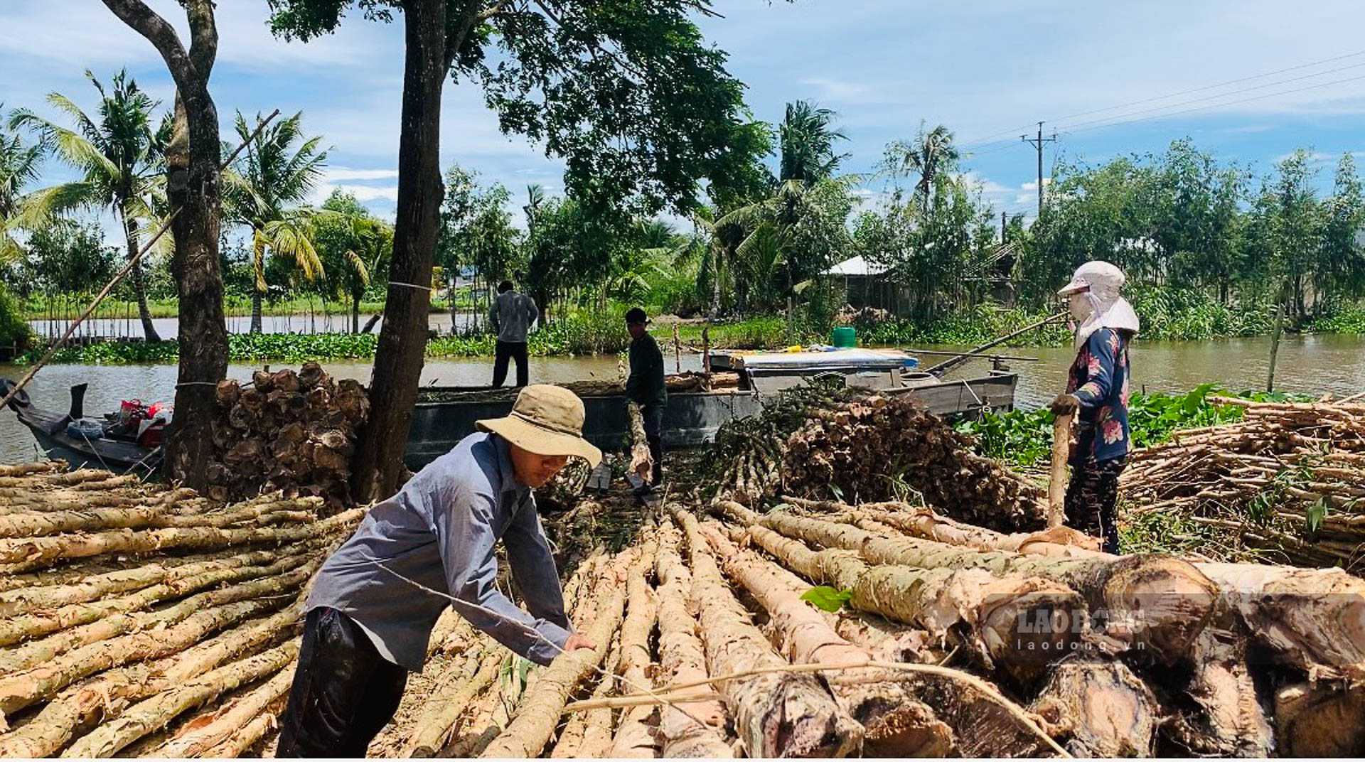 Giá tràm giảm người trồng tràm giảm nửa thu nhập. Ảnh: Phương Anh