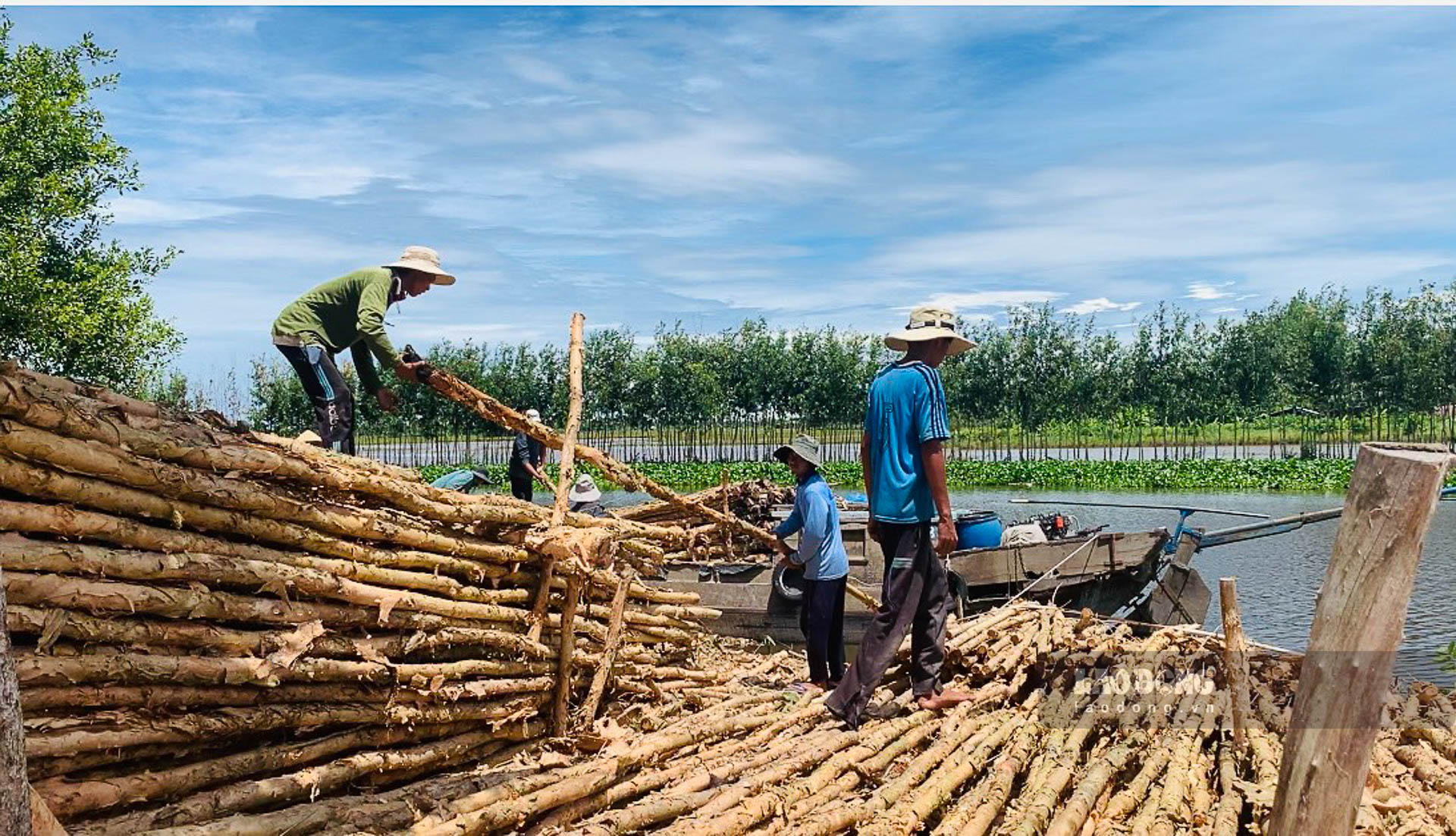 Nhiều vựa tràm gặp khó do sức tiêu thụ tràm chậm. Ảnh: Phương Anh