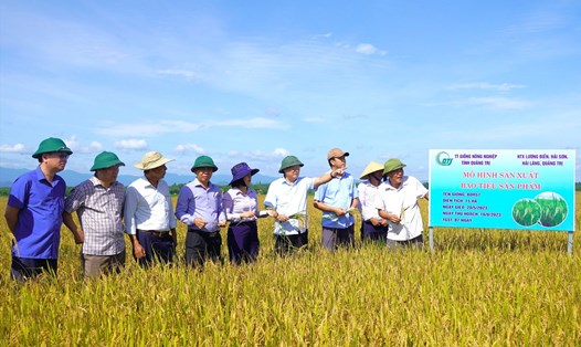 Lãnh đạo Quảng Trị kiểm tra tình hình thu hoạch lúa tại HTX Lương Điền, xã Hải Sơn, huyện Hải Lăng. Ảnh: Tiến Nhất