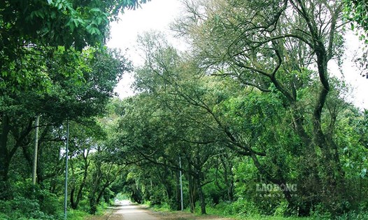 Khu rừng chõi cổ thụ tại Cô Tô rộng hơn 10 ha. Ảnh: Đoàn Hưng