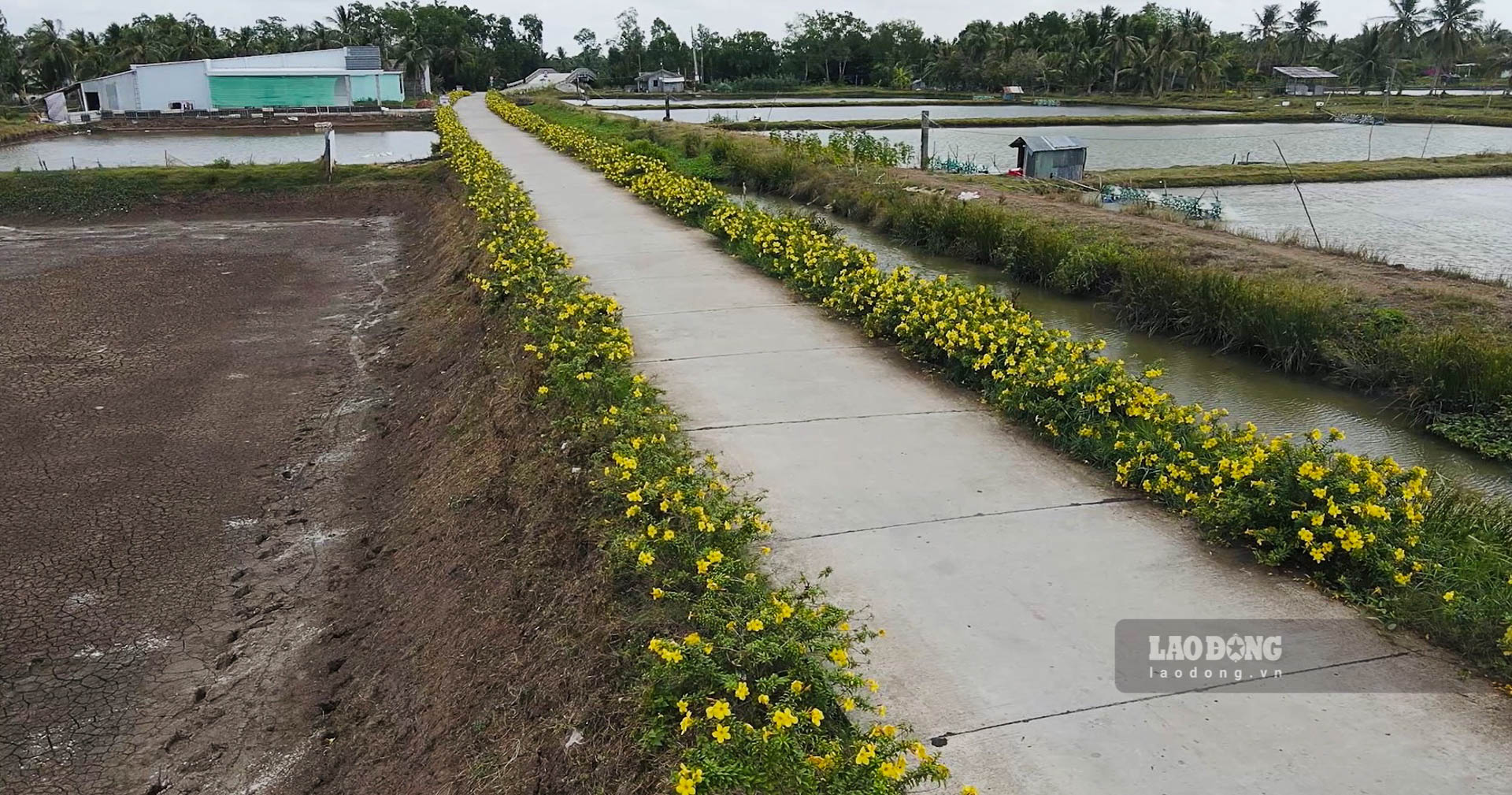 Tuyến đường đầy hoa giữa vùng tôm - lúa của xã Nông thôn mới Gia Hòa 1 (Mỹ Xuyên, Sóc Trăng). Ảnh: Phương Anh