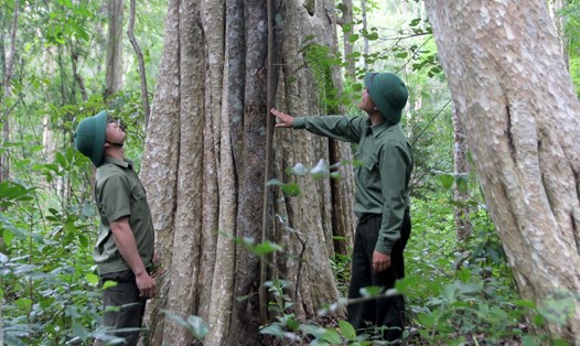 Công tác quản lý bảo vệ rừng ở Đắk Nông đang đạt nhiều kết quả tích cực. Ảnh: Phan Tuấn