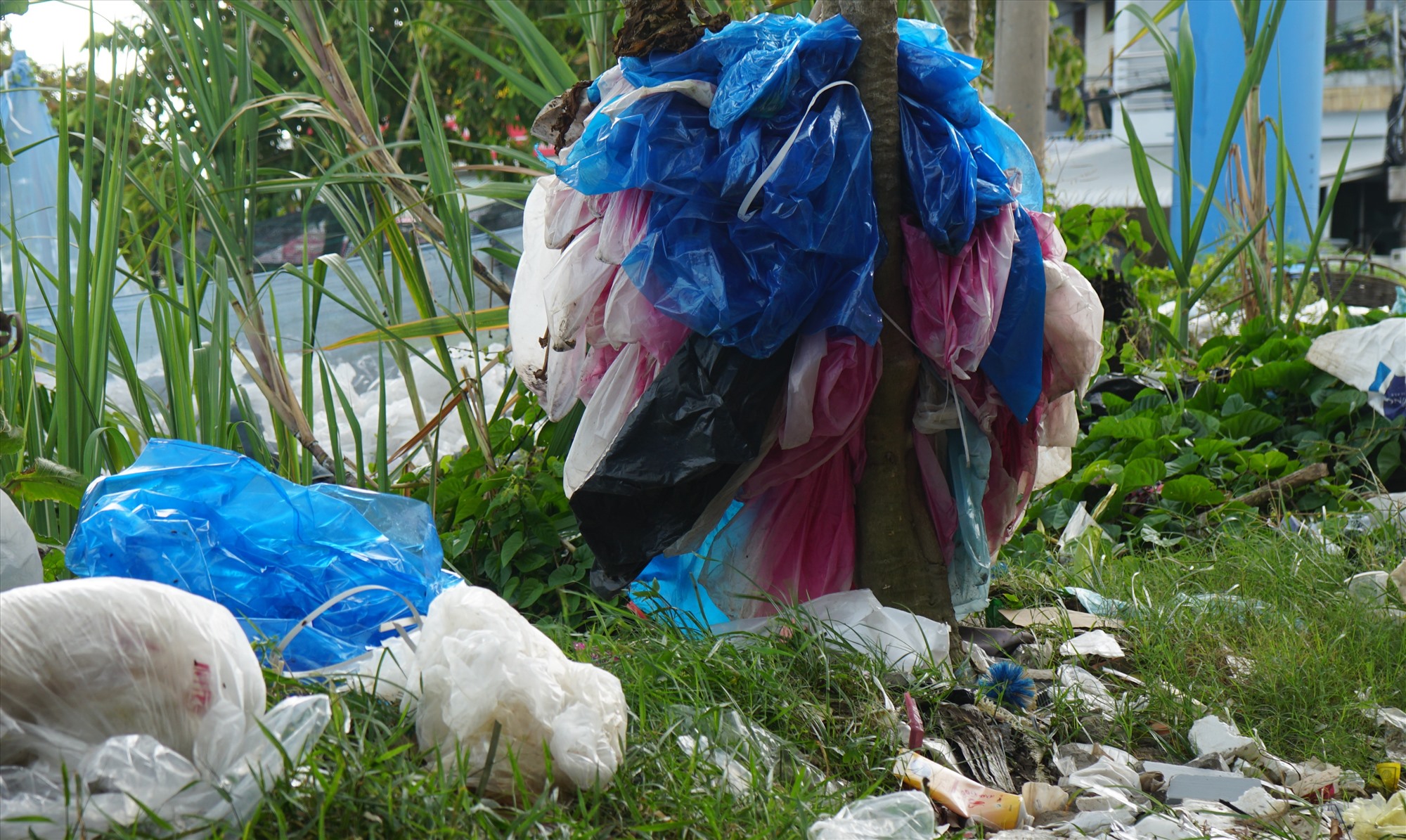 Túi nilong bị vứt bừa bãi, vươn vãi khắp nơi.