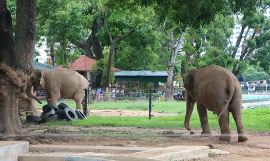 Hình ảnh 2 cá thể voi bị xích tại Vườn thú Hà Nội. Ảnh: Hoài Luân