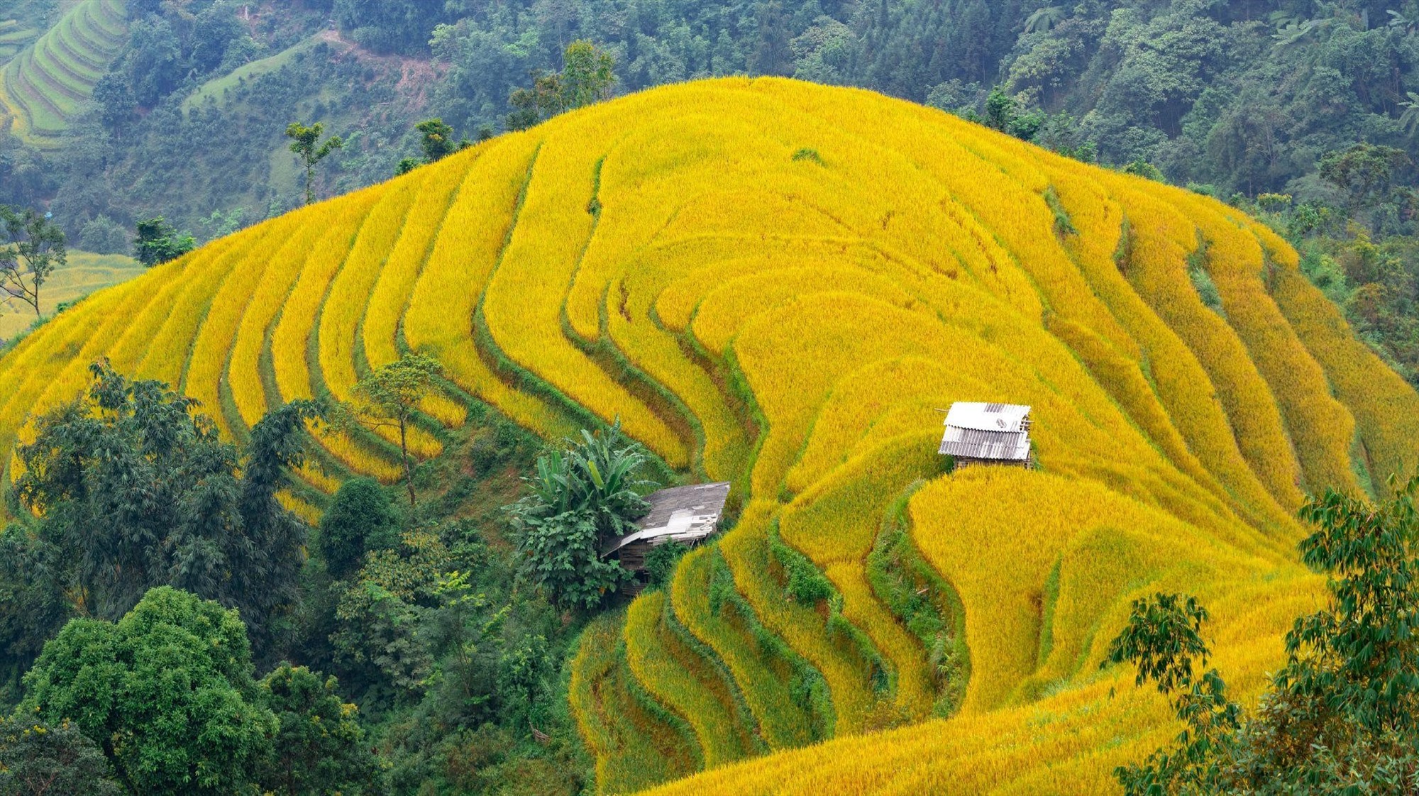 Mùa lúa chín Hoàng Su Phì tháng 9.